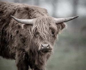 Highlander écossais curieux