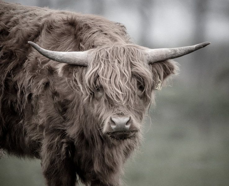 Scottish Highlander curious by natascha verbij