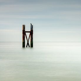 De rustende aalscholver van Ed van Loon