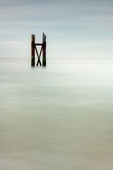Cormorant