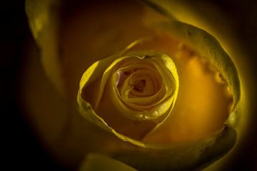 Gele roos van DennisVS