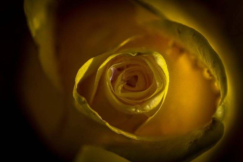 Rose jaune par DennisVS