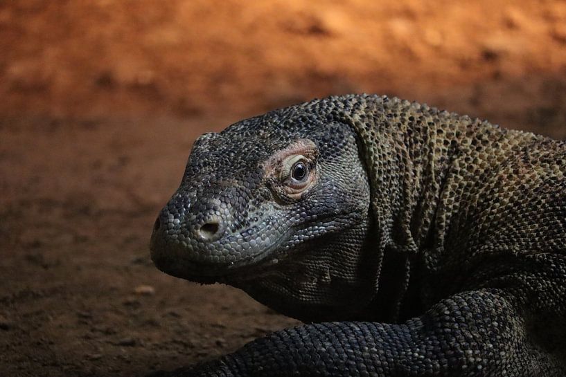 Komodo dragon by Erwin Pieters