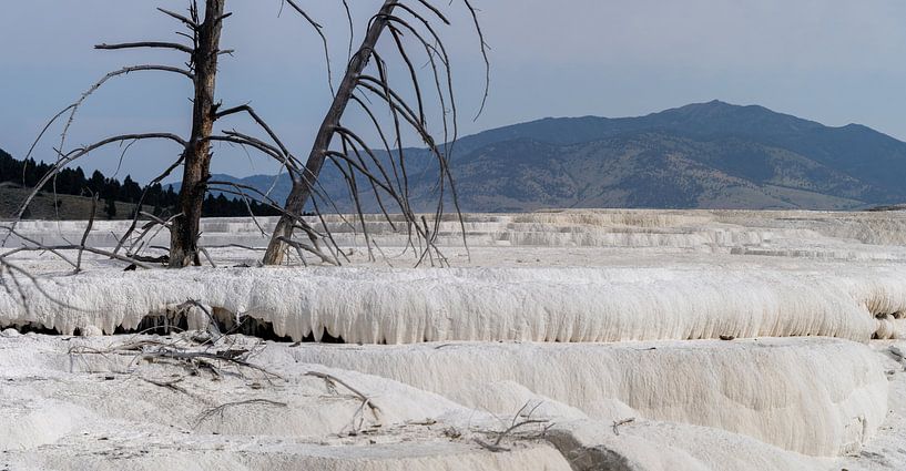 Mammoth Hot Springs, Yellowstone National Park, USA by Jeroen van Deel