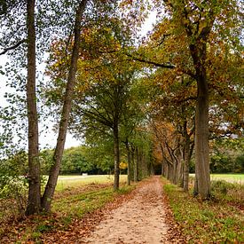 Herbstliche Gasse in Glimmen von Hetty Oostergetel