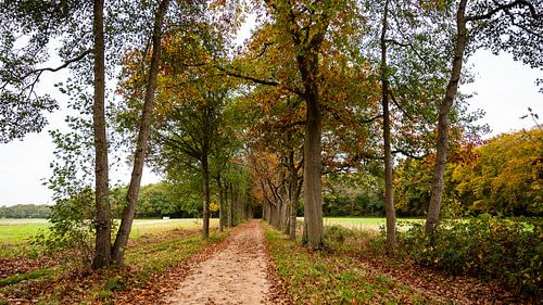 Autumnal lane in Glimmen