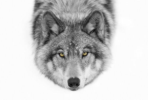 Yeux jaunes - Loup gris sur Jim Cumming