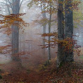 La forêt des contes de fées sur René Pronk