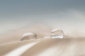 Shine silently (photo macro de deux gouttes sur une plume dans des couleurs douces)