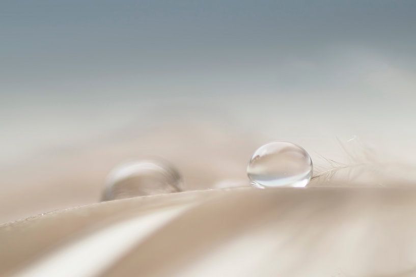 Shine silently (Makroaufnahme von zwei Tropfen auf einer Feder in sanften Farben) von Birgitte Bergman