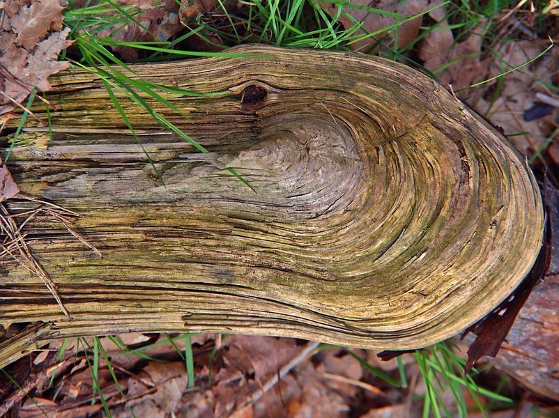 Houtnerf van Edgar Schermaul