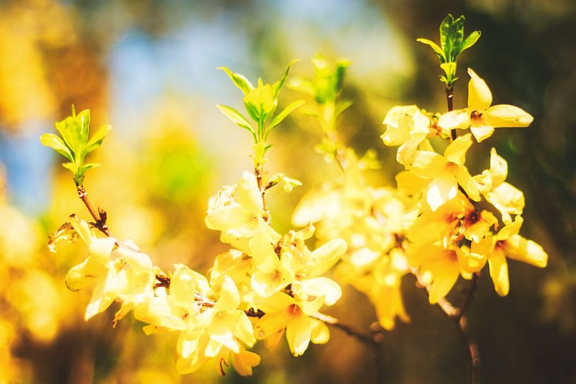 Style my Home series by Liberty Ragazza Biesma by Liberty Biesma