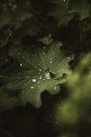 Lady's mantle 1