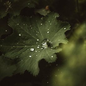 Lady's mantle 1 by Maaike Faas