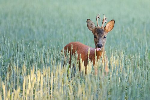 Reh Jährling im kornfeld im Schlußlicht