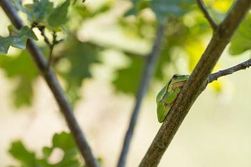 European tree frog on a branch in a tree by Leoniek van der Vliet