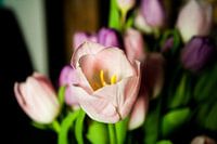 Tulp