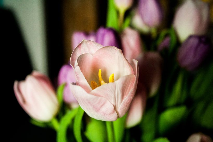 Tulp von Chris Tijsmans
