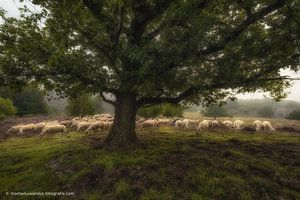 Troupeau de moutons sous un arbre sur Moetwil en van Dijk - Fotografie