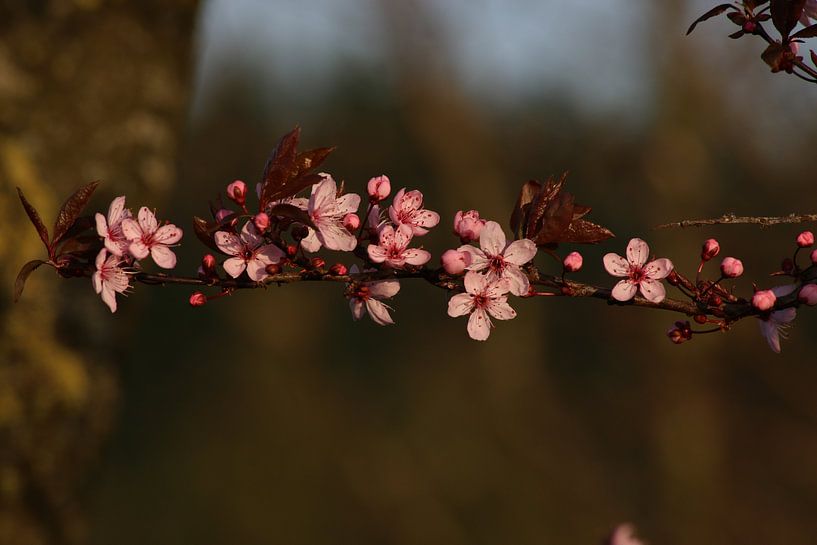 fruitbloesem, bloesem par Wilma Meurs
