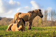 Konikpaarden in de zon van Dennis van de Water thumbnail