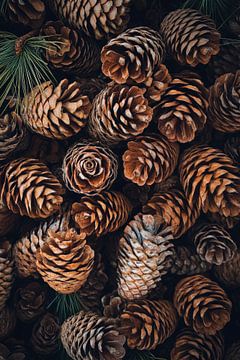 Pine cone variety by Poster Art Shop