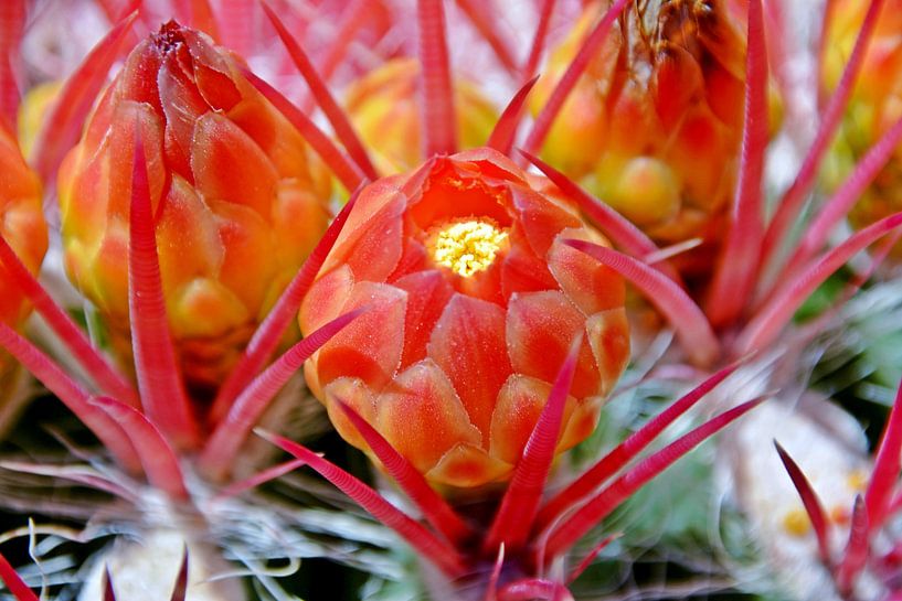 eine schöne orange Kaktusblüte von Werner Lehmann