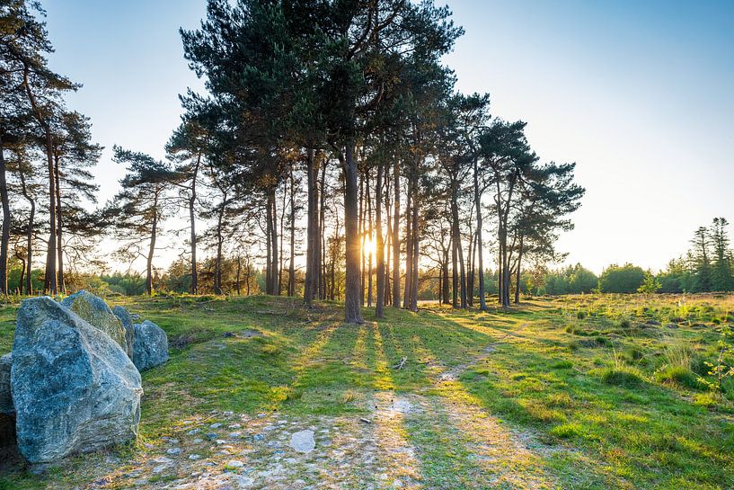 Zonsondergang door naaldbomen in het Evertsbos in Drenthe van Evert Jan Luchies