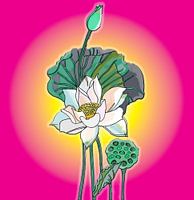 Lotus