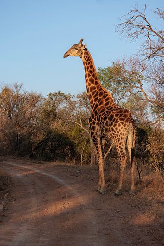 Giraf in het gouden uurtje van Willemke de Bruin