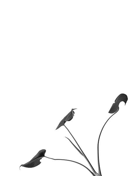 Nihilistisch minimalisme van Pieter van Roijen
