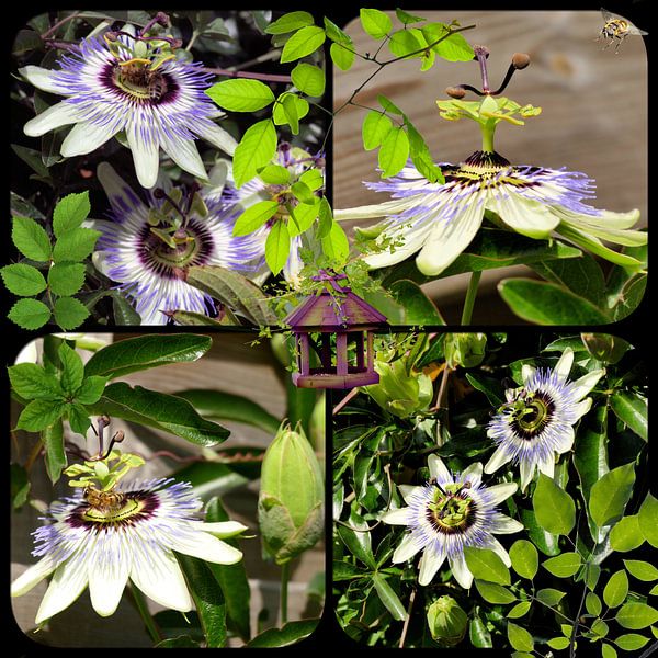 Collage passion flowers by Carla van Zomeren