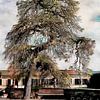 Beeindruckender Weidenbaum von Dorothy Berry-Lound
