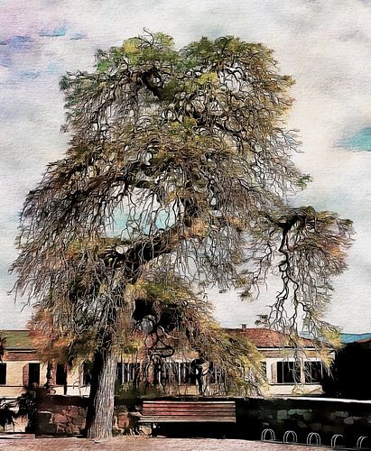 Indrukwekkende wilgenboom