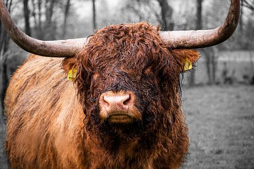 Prachtige close-up van een grote bruine schotse hooglander