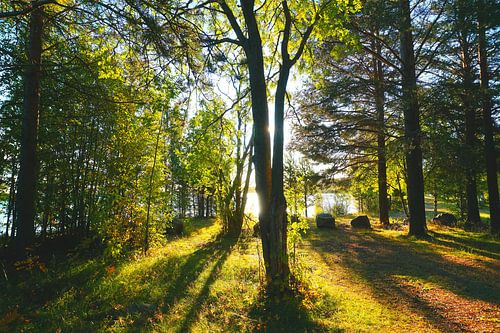 Ochtenden aan een meer in de bossen van Zweden