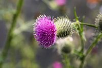 Distel