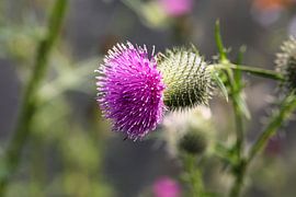Distel