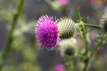 Distel