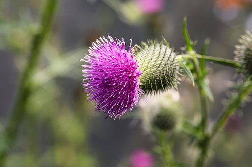 Distel