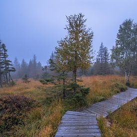 Moorstieg im Harz von Patrice von Collani
