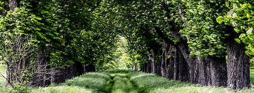 Sentier forestier sous la canopée, entre de grands châtaigniers