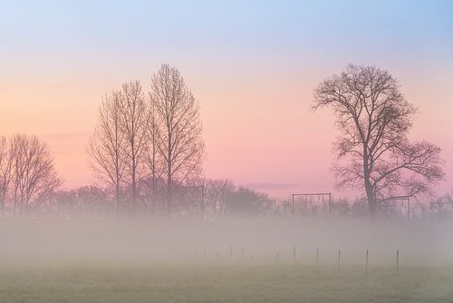 at dawn mist over the grassland