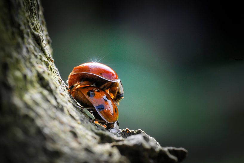 L'amour des coccinelles par Ronnie Reul