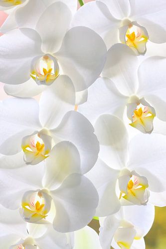 Witte orchideeën