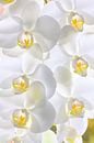 Witte orchideeën van Jan Brons thumbnail