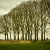 De Ooijpolder bij Nijmegen van Maerten Prins