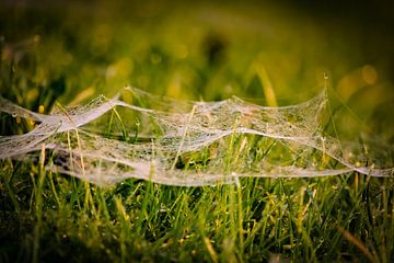 Spinnenweb in gras van Sharona de Wolf