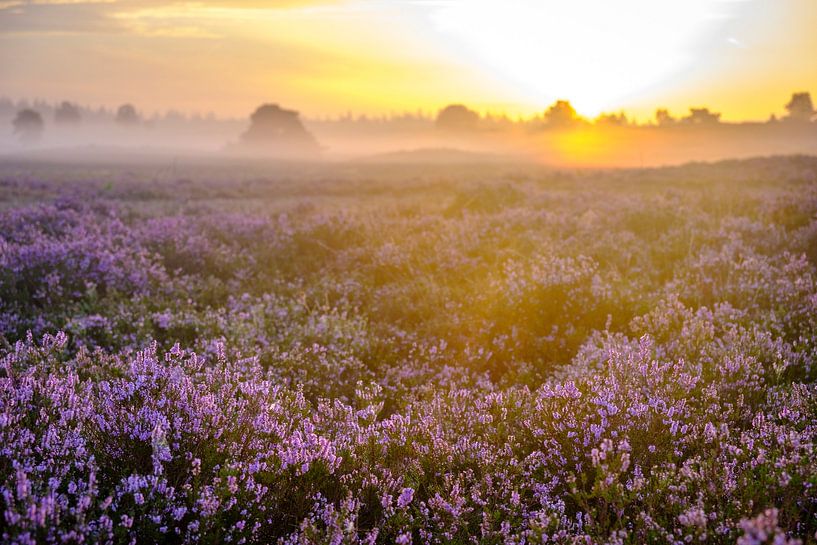 Blooming Heather plants during sunrise by Sjoerd van der Wal Photography