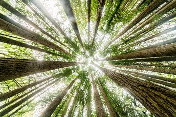 Les arbres sous un angle différent. sur Niels Rurenga